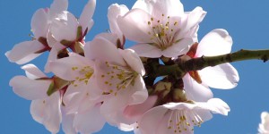 Almond blossom Algarve