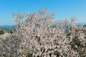 almond trees algarve