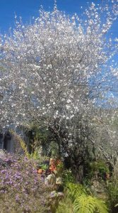 almond blossom algarve