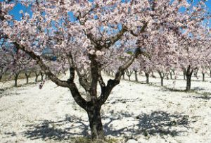 almond blossom algarve