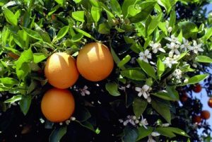 orange blossom algarve